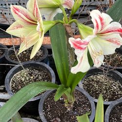 Amarillys Various Color Available