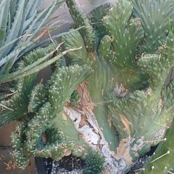 Cereus peruvianus or Cereus spegazzinii