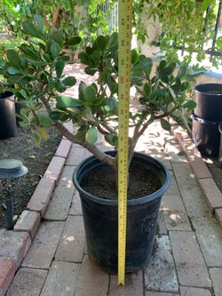 27” Tall Lucky Jade Plant Succulent Tree