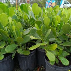 Beautiful Clusia Privacy Hedge Plants 7gl 🌿 2.5-3ft $13