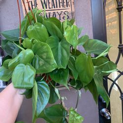 Philodendron Heart Leaf Indoor Plants 
