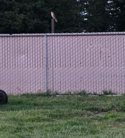 Chain link fence 6 foot tall