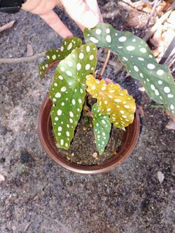 Polka Dot Plant