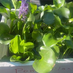 Water Lettuce , Hyacinths, Lillie’s