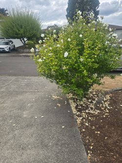 Flowering Tree