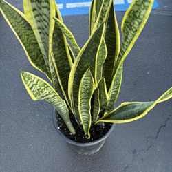 Snake plant