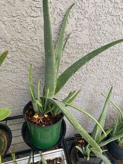 Aloe plant