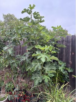 Fresh Fig cuttings ($2 a foot)