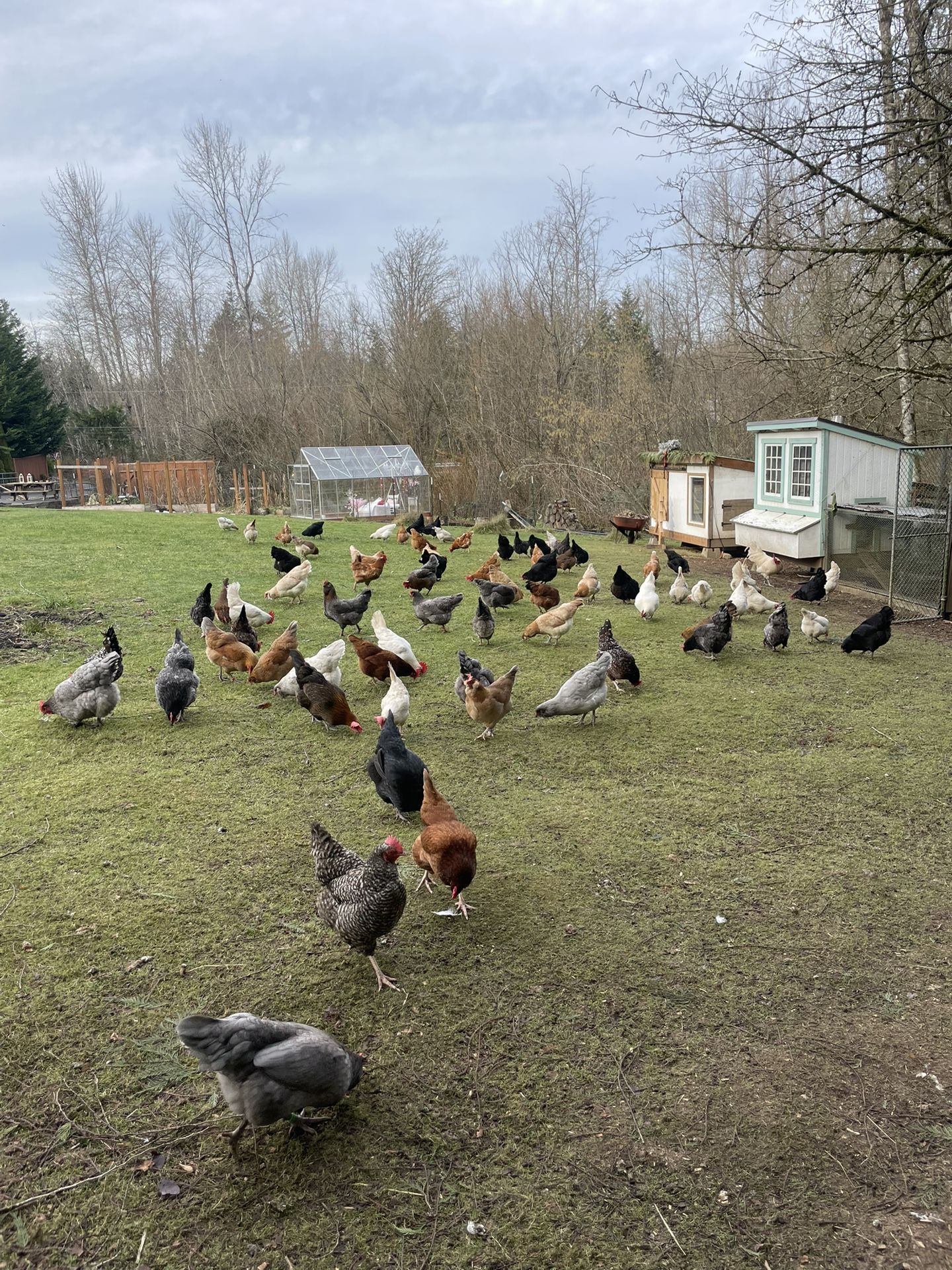 Farm Fresh Chicken Eggs