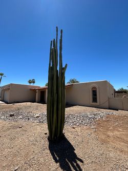 Cactus Mexican Fence Post Cactus for sale