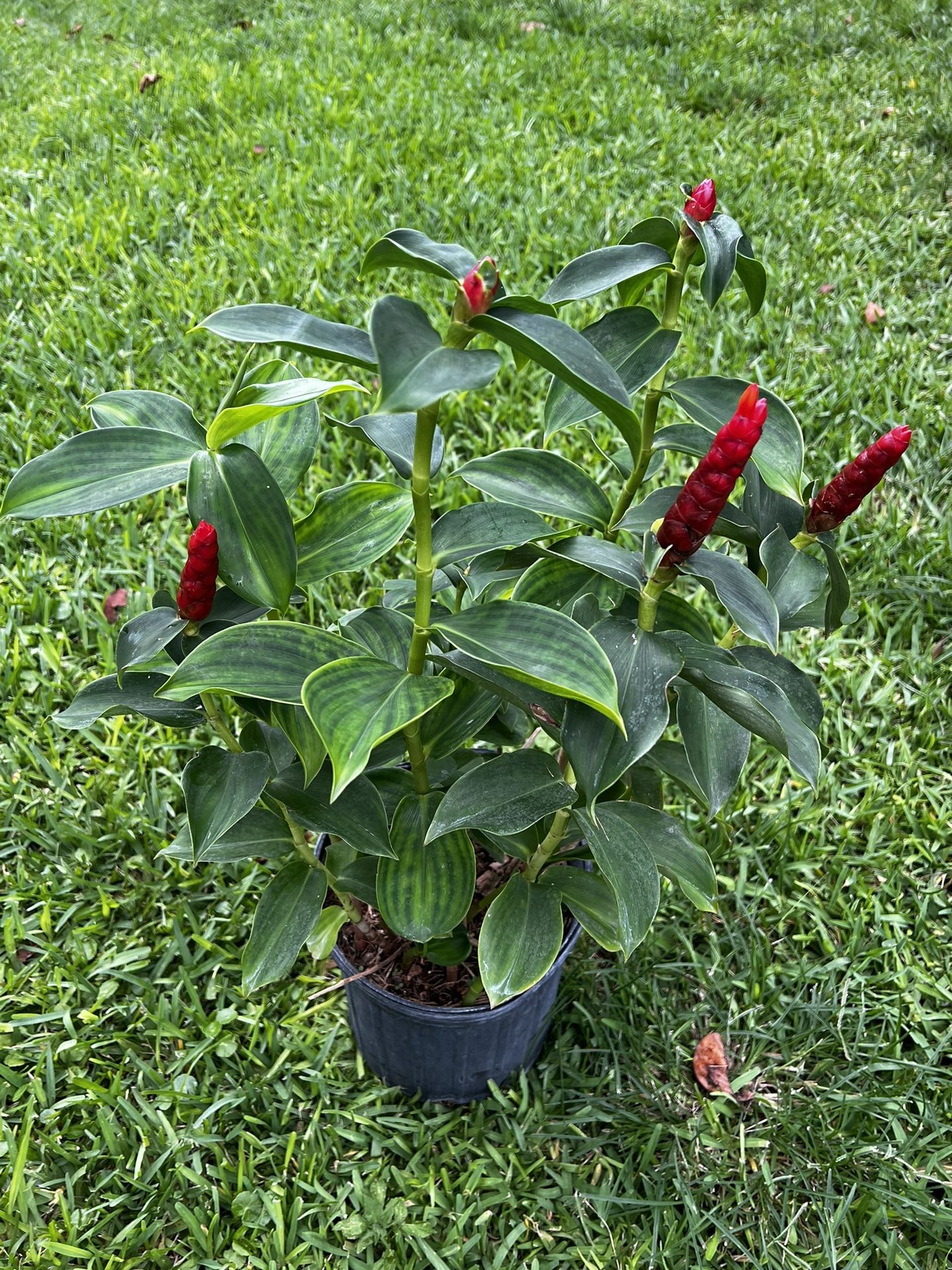 RED BUTTON GINGER (3 Gallon Pot) Hardy & Versatile