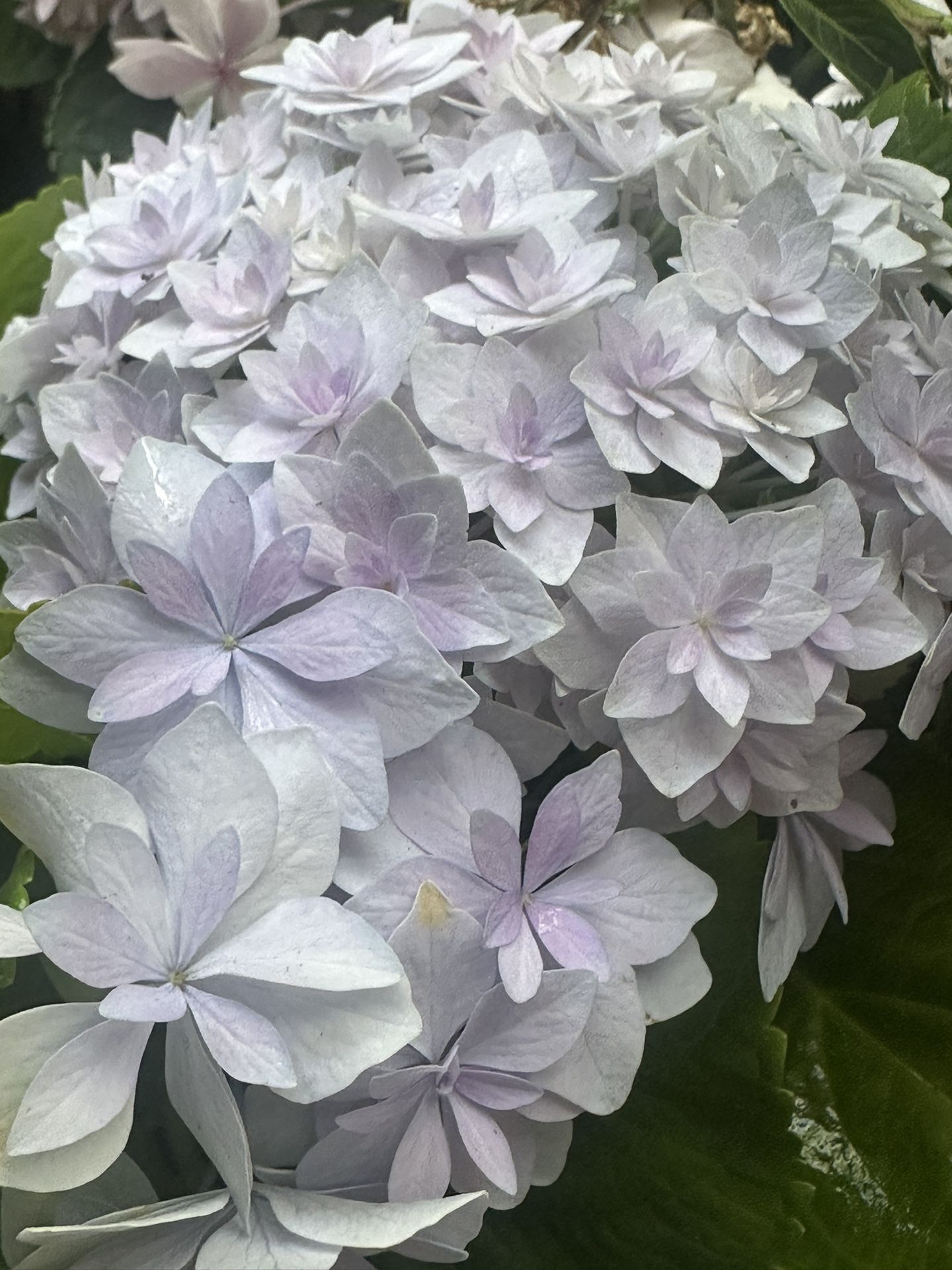 Hydrangeas