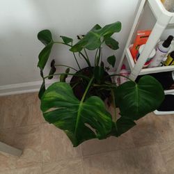 Monstera Plant