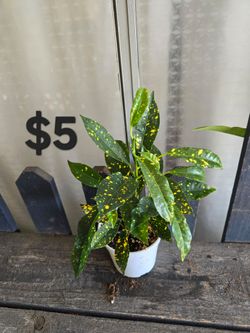 Gold dust Croton plant