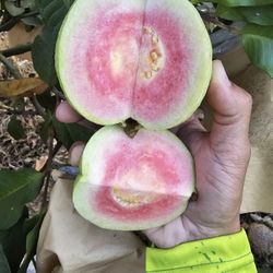 Sri Saket 3 Guava, Diamond Variegated Guava, Red Lava , Ruby Taiwan 