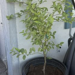 Plant