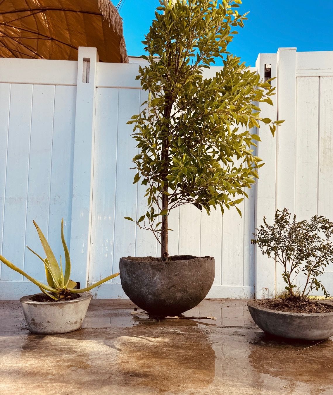 Rustic Handmade Concrete Pots