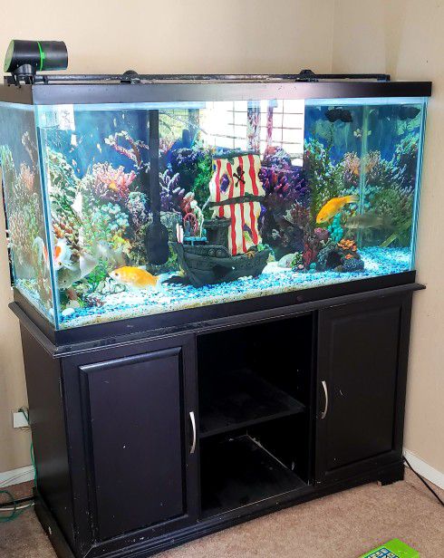 Aquarium  with Fish 