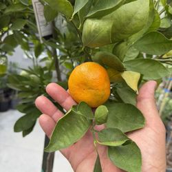 Gold Nugget Mandarin 15 Gallon