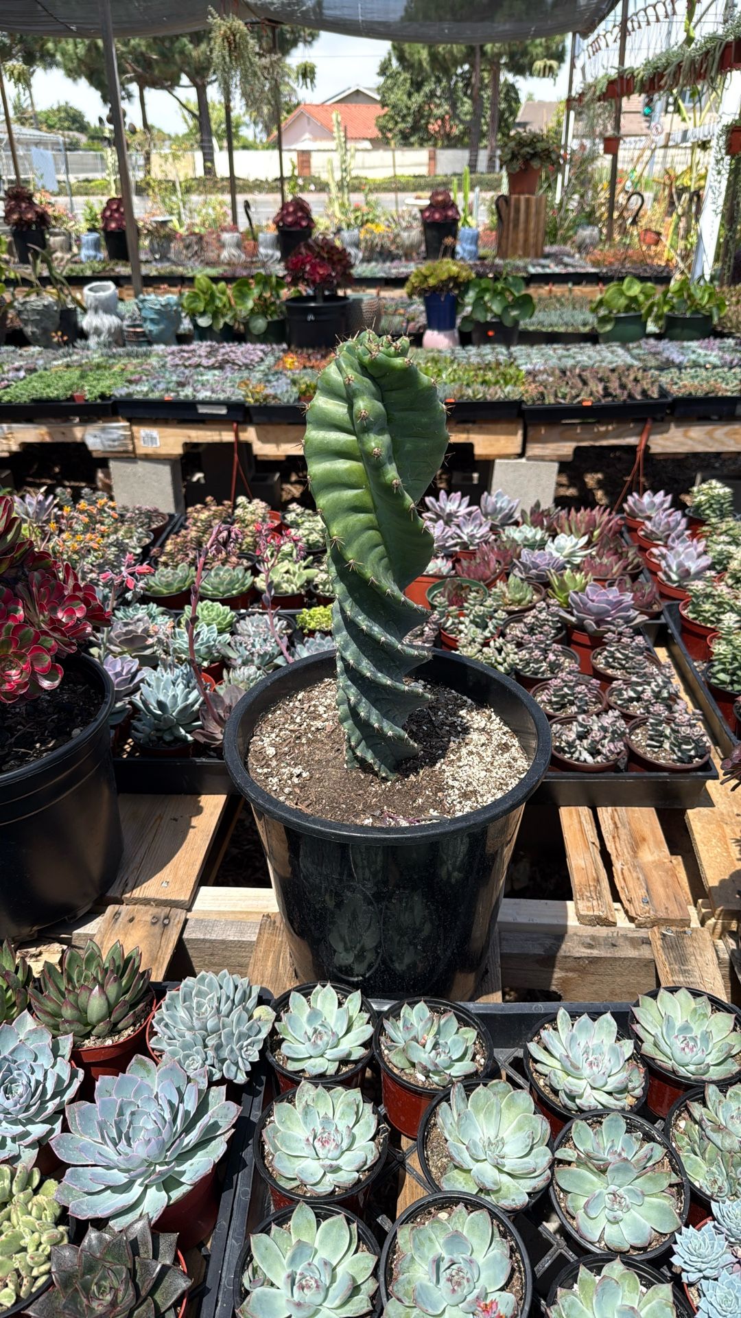 Spiral Cactus