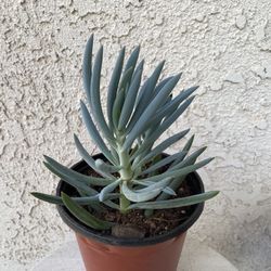 6 Inch Pot Succulent Plant - Blue Fingers - Curio Talinoides - Rooted & Stablished - Drought Resistant 🪴