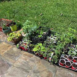 🌱 Garden Plants for Sale – $2 Each! 🌱