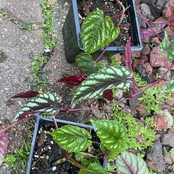 Cissus Discolor House Plants