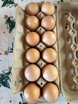 Fertile eggs