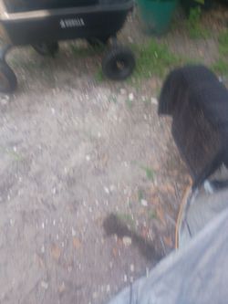 Gorilla cart brand new