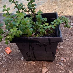 Succulants