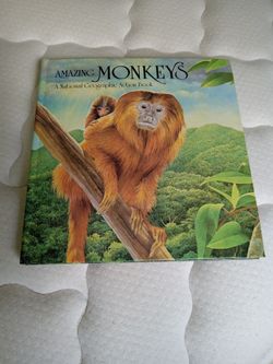 Exceptional pop up monkey rainforest children's book