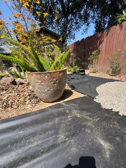 Distress style pots for plumeria or indoor fiddle leaf trees, etc.