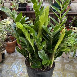 Costa Farms ZZ Plant In 3 Gallon Pot