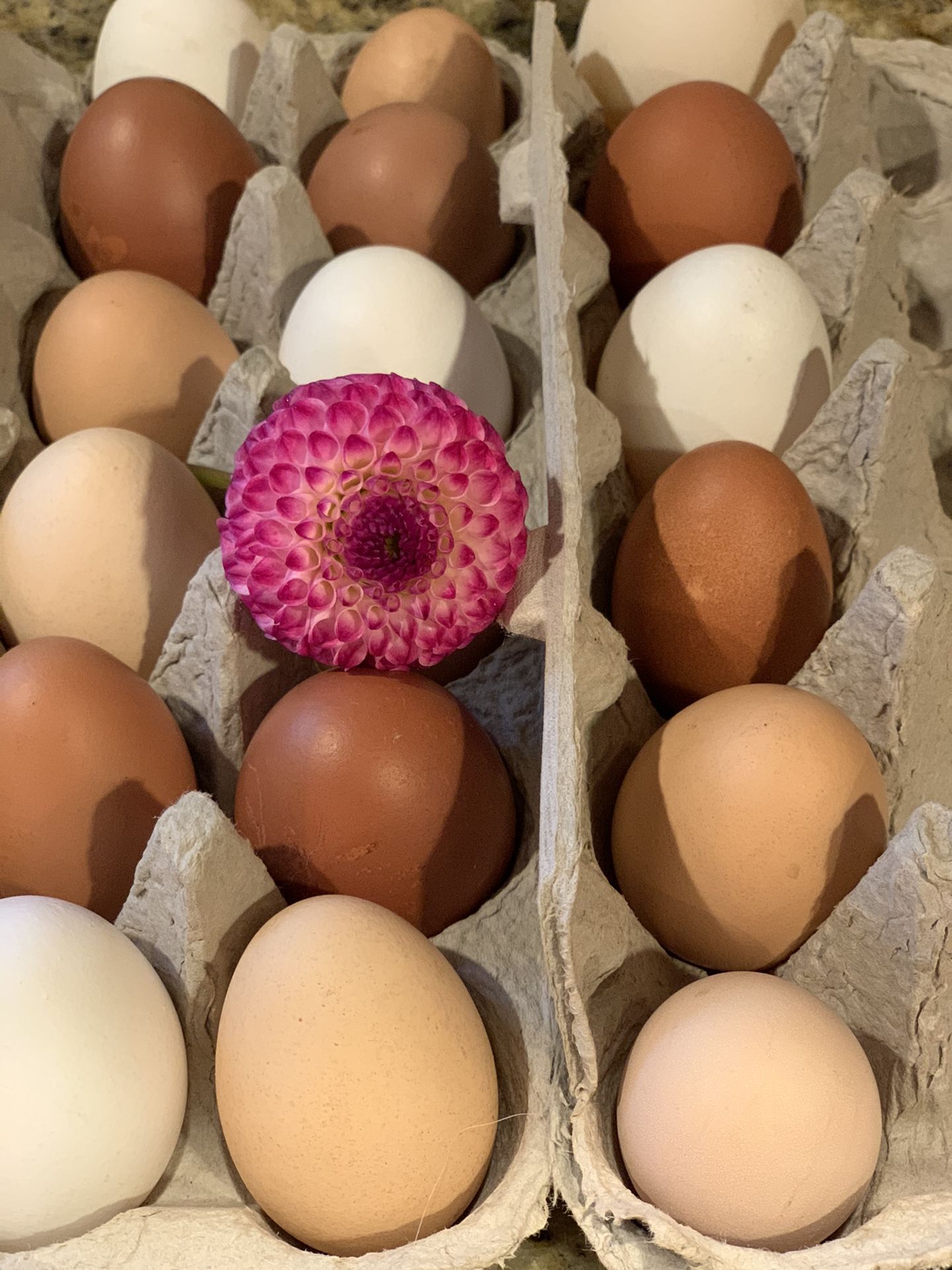 Farm Fresh Eggs: Pickup in Orting