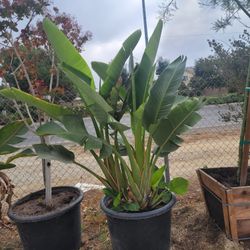 Bird Of Paradise 