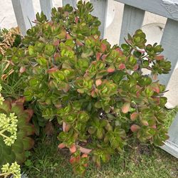 Succulents