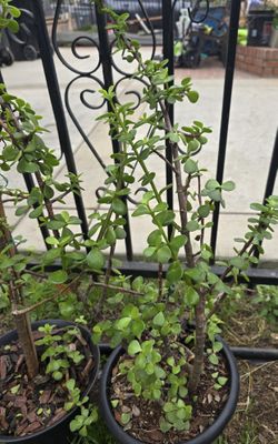 Elephant Jade Plants 