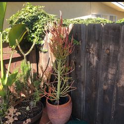 Beautiful Fire Stick Plants