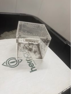 Tarantula crib