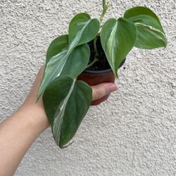 Beautiful Philodendron Rio Sport Plant 