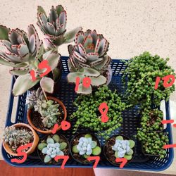 Succulent Variety