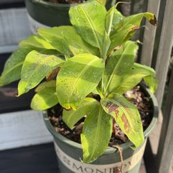 Cavendish Banana Plant - Edible Variety