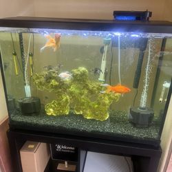 Fish Tank With Everything In It