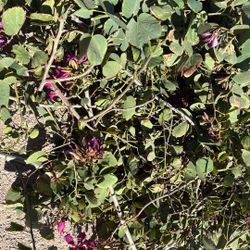 Fresh Hong Kong Orchid Clippings 