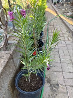 Desert Willow Trees