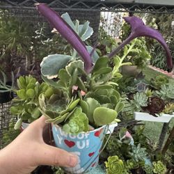 Succulent 