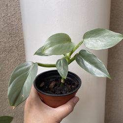 Beautiful Philodendron Silver Sword Plant