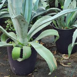 Agave Azul 3gallon 