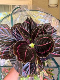 Black Dottie Calathea Prayer Plant - 6inch