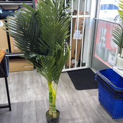Floworld Dracaena 4 feet